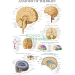 Medical (Nursing) Charts-III